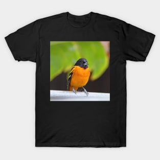 Baltimore Oriole T-Shirt